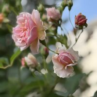 フェリシア,可愛い,花のある暮らし,お花が好き♡,キュンキュン乙女倶楽部の画像