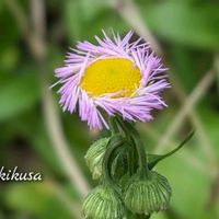 シラン,ハルジオン,カキドオシ,ヤブキリ？,シラン✽の画像