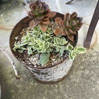 メラコ,斑入りベビーサンローズ,多肉植物,小さな庭の画像