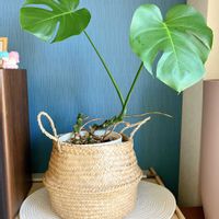 シェフレラ,モンステラ,ウンベラータ,観葉植物,剪定の画像
