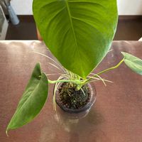 クワズイモの画像