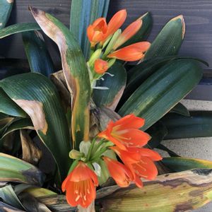 クリスマスローズ,クンシラン,小手毬（こでまり）,一輪挿し,季節の花の画像