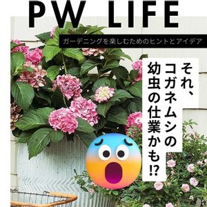 コガネムシ,ガーデニング,害虫対策,害虫駆除,ガーデニング初心者の画像