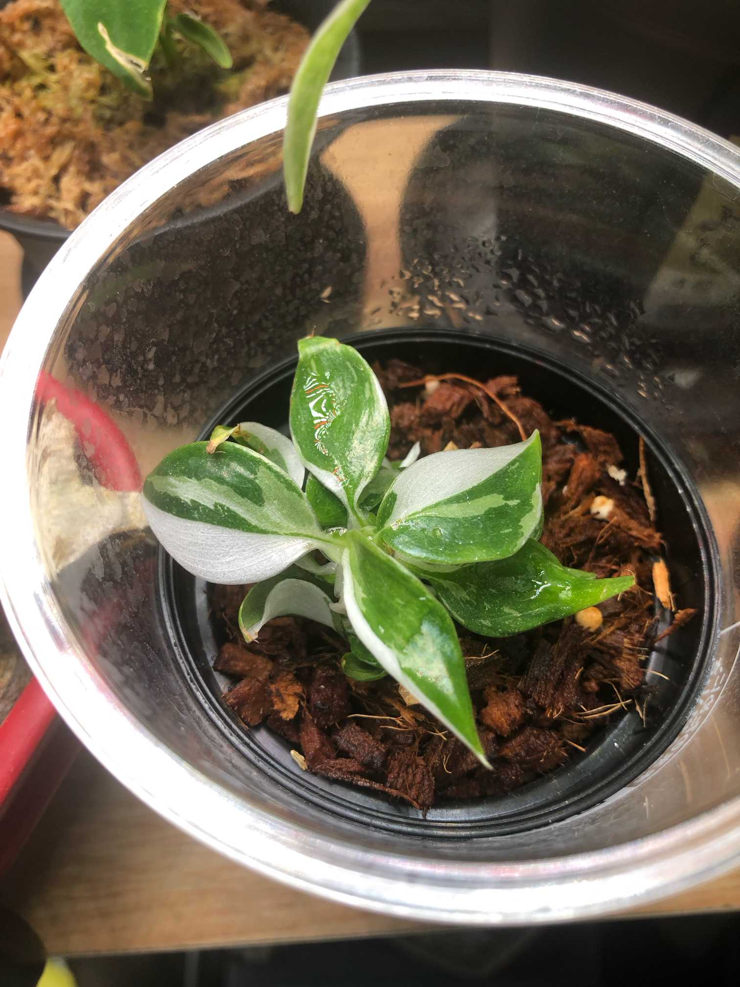 9 フィロデンドロン ビレッティア　斑入り　組織培養苗　順化済 フィロデンドロン ビレッティア 斑入り 組織培養苗 順化済 – JolieNursery