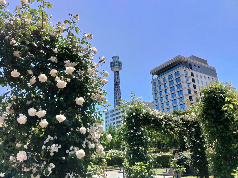 うっどさんの山下公園への投稿