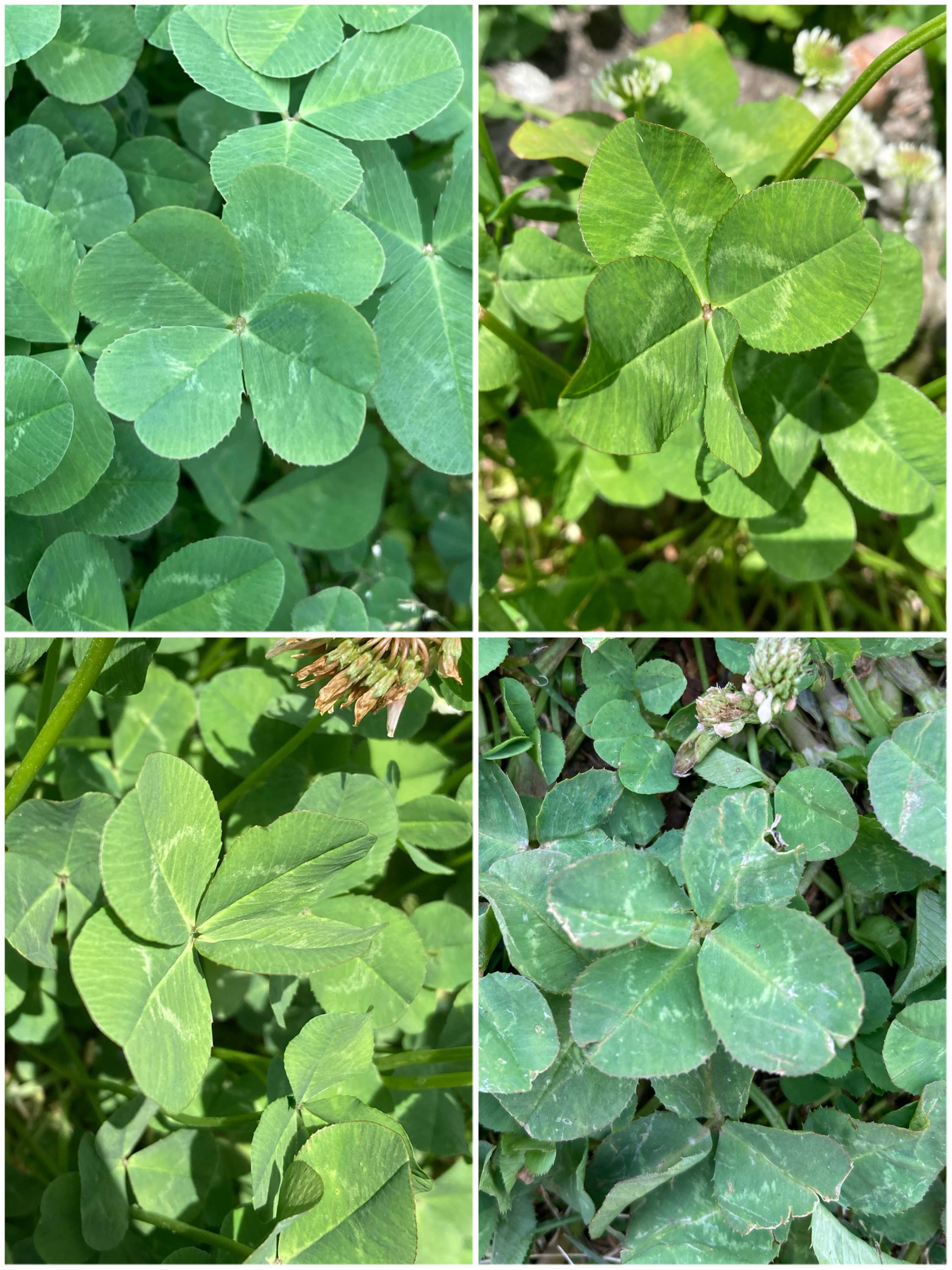 幸せの四つ葉のクローバーの一覧｜🍀GreenSnap（グリーンスナップ）