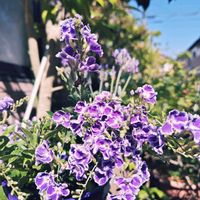 デュランタ,つぼみ,紫の花,春のお花,おうち園芸の画像