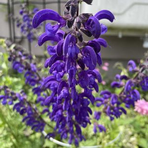 サルビア,サルビア トワイライトセレナーデ,放置栽培,神奈川県,庭の画像