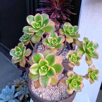 夕映え,サンシモン バイオレット,多肉植物,アエオニウム属,暫しうっとり♡の画像