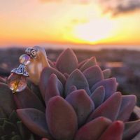 オパリナ,M's Succulent Memories,多肉植物,夕焼け,HOME SWEET HOMEの画像