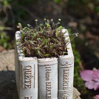 アルケミラ モリス,コゴミ,クサソテツ,セダム ドラゴンズブラッド,タイム シルバーの画像