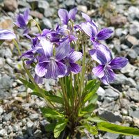 スミレ,青い花マニア,チーム・ブルー,チーム・ブルーNo.093,紫組♪の画像