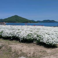 ポピー,マーガレット,マーガレット,綺麗〜❤️,笑顔になれる♪の画像