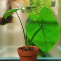 クワズイモ,ジャイアント　エレファント　イヤー,観葉植物,熱帯植物,アロカシアオドラの画像