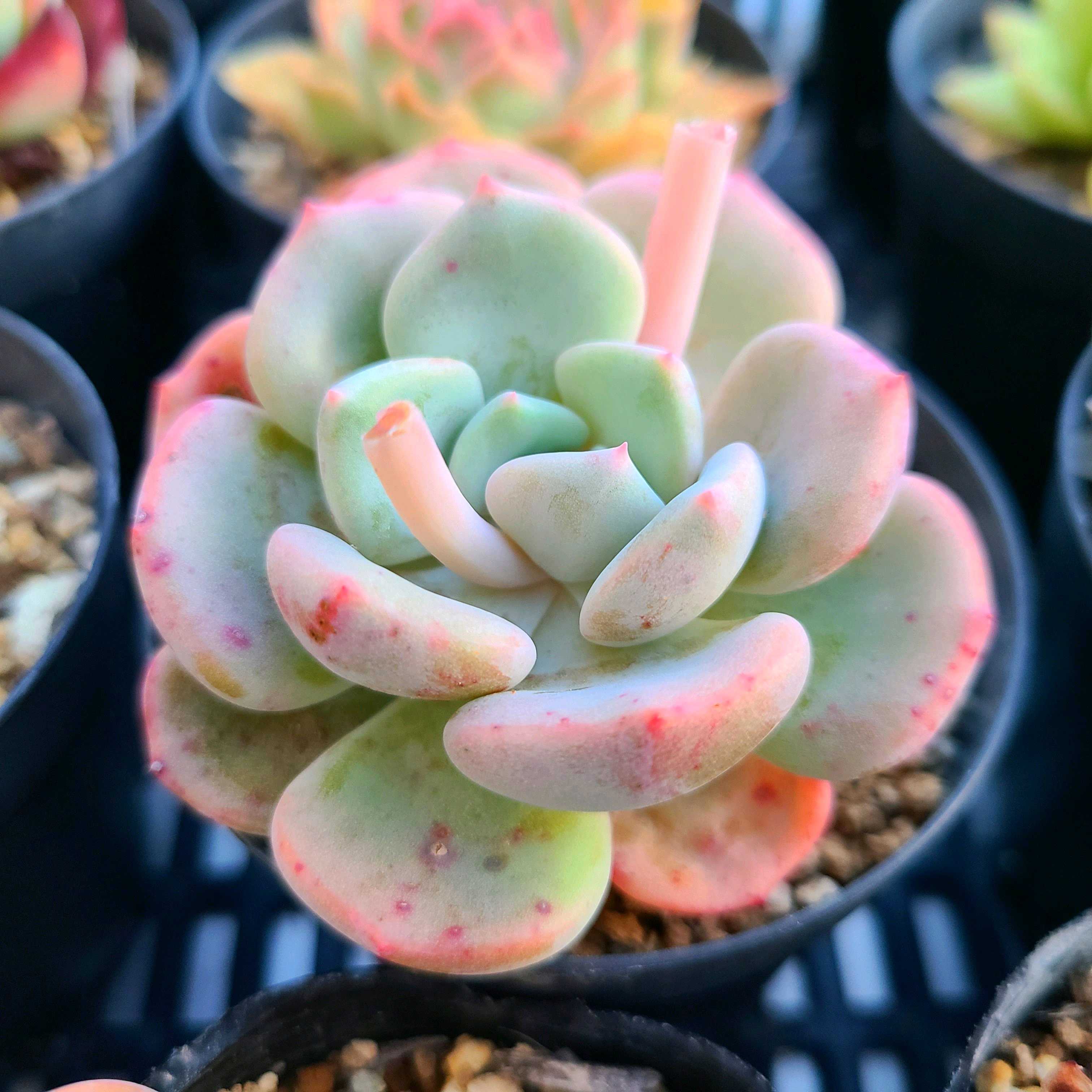 お纏め専用 多肉植物 ❁︎ミニマ錦 未発根 【公式通販】