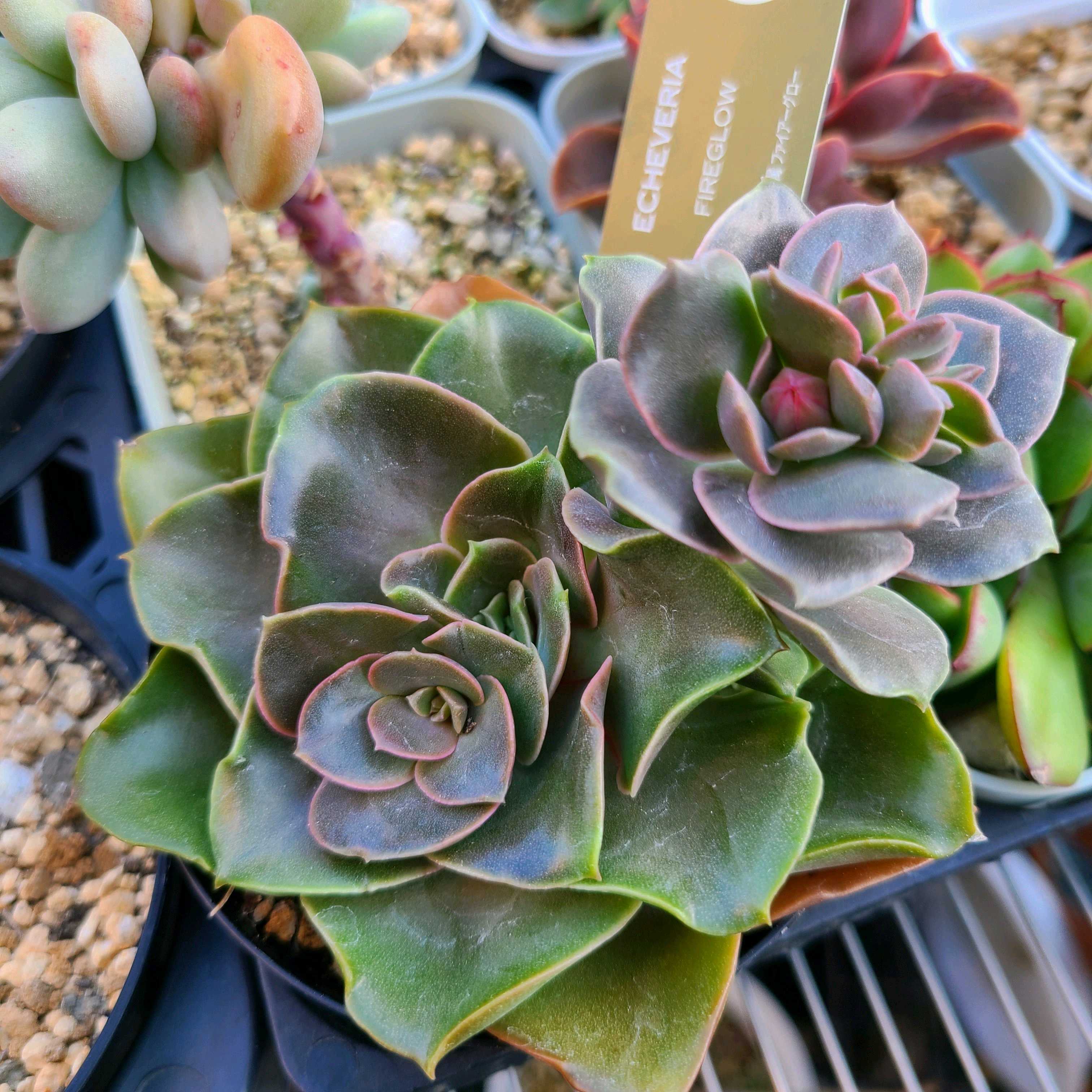 ファイアーグローの成長記録🔥🤎｜🍀GreenSnap（グリーンスナップ）