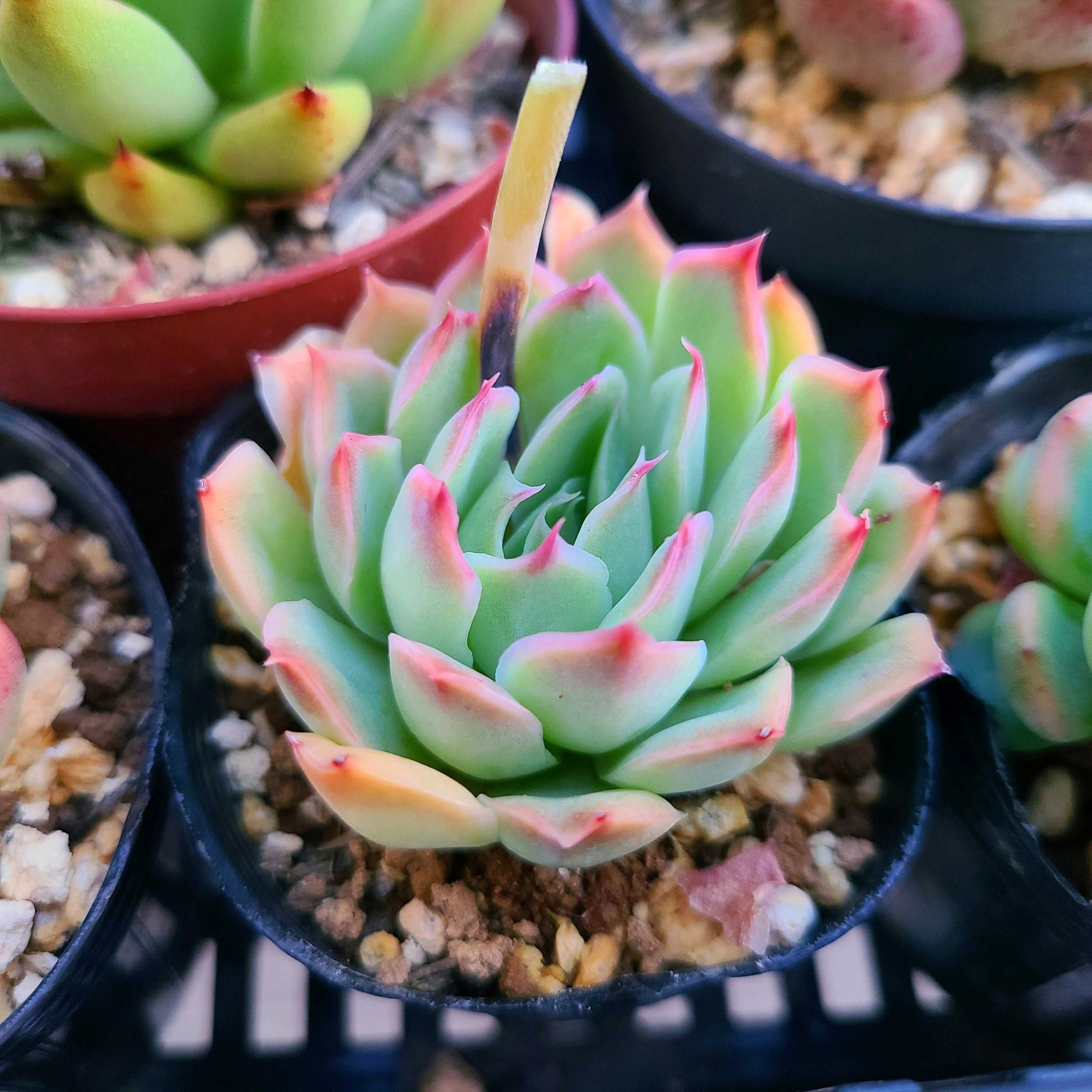 1746713931941_383407_p_2025050