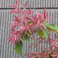 アオダモの画像