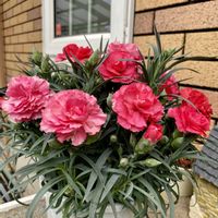 カーネーション,花のある暮らし,今日のお花,自宅にて,ciitaのエントランスガーデンの画像