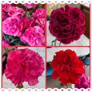 カーネーション,花束,母の日,お花大好き♡,復興祈願の画像