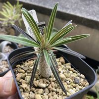 パキポディウム・グラキリス,多肉植物,観葉植物,塊根植物,実生の画像