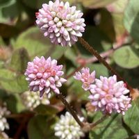 ヒメツルソバ,近所,お花は癒し,花が好き❤,☆携帯撮影☆の画像