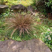 カレックス,ビオラ,カレックス・アウバウムの画像