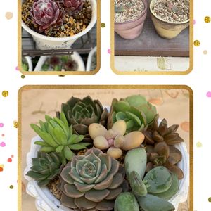 葉挿し,リメ鉢,すくすく育ってね♡,繋がりに感謝✨,センペルビウム ムーンドロップの画像
