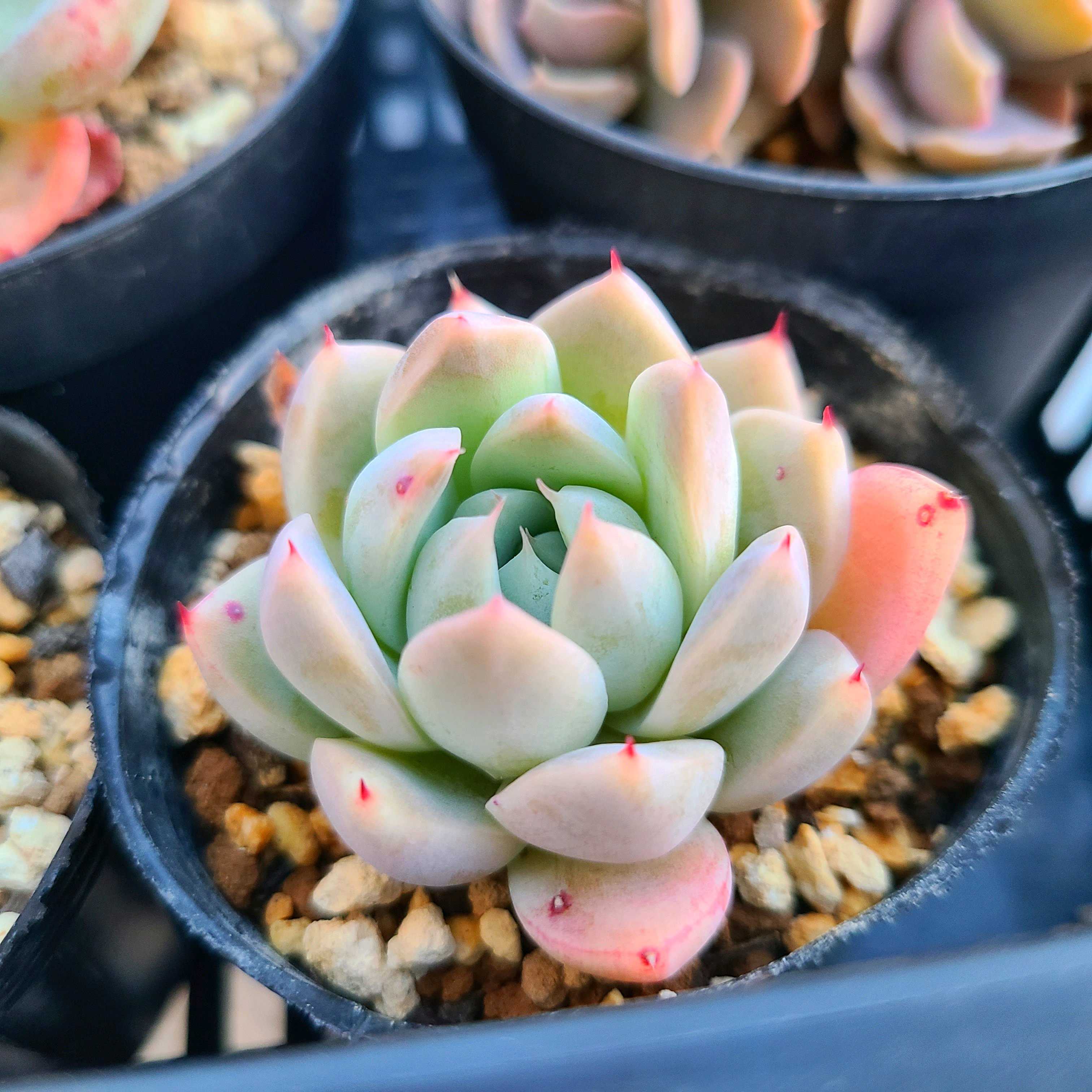 No.32 ❁マルガン×アルバビューティー❁ 抜き苗 多肉植物 寄せ植え No.32 ❁マルガン×アルバビューティー❁ 抜き苗 多肉植物 寄せ植え No