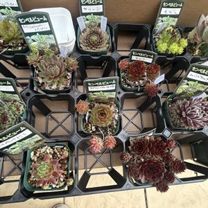 多肉植物,暴れん坊,センペルちゃん,育成記録,野ざらし雨ざらしの画像
