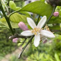 レモン,ライム,大根,ダイコン,種からの画像