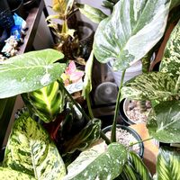 モンステラ,アグラオネマ,アガベ,アデニウム,パキポディウム・グラキリスの画像