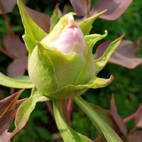 牡丹,矢車菊,平戸ツツジの八重咲き,金曜日の蕾たち,東北人花の会の画像