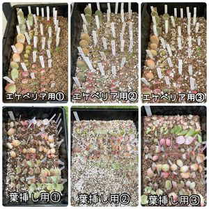 多肉植物,葉挿し,エケベリア属,実験中,多肉ガーデンの画像