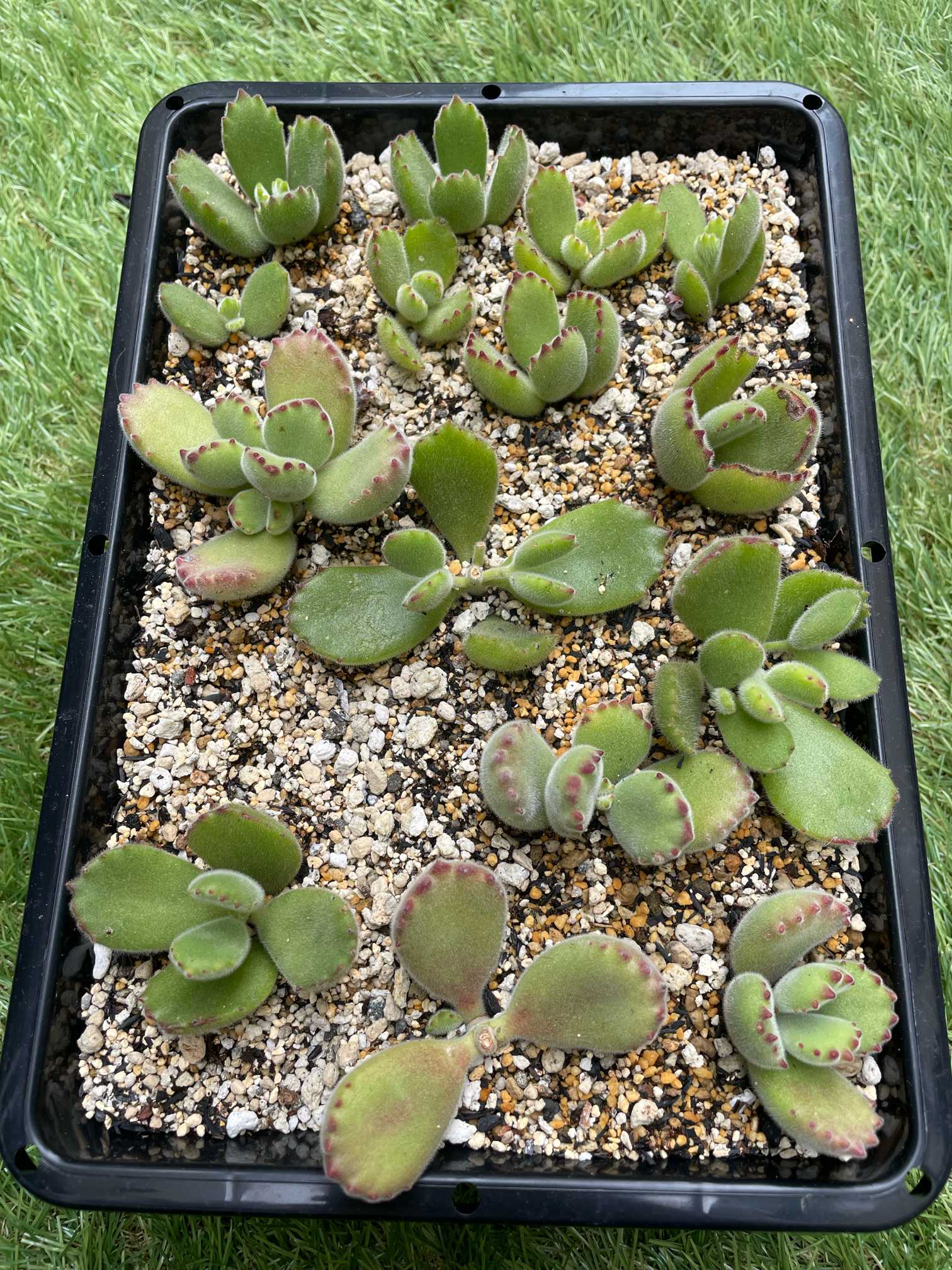 熊童子 多肉植物 多肉植物 熊童子錦 - メルカリ