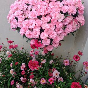 カーネーション,マーガレット,ハンキング,ギャザリング,ハートの花の画像