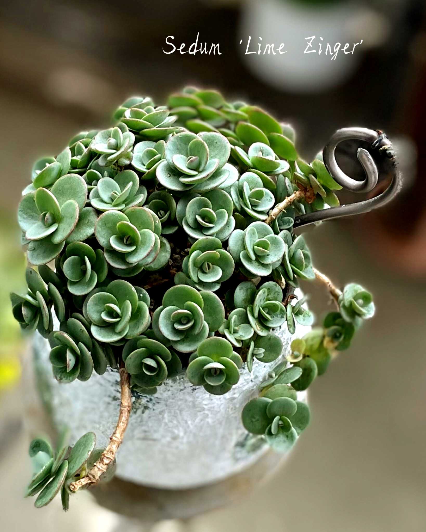 多肉寄せ植え♡グリーンネックレス 寄せ植え グリーンネックレスのおしゃれなアレンジ・飾り方の