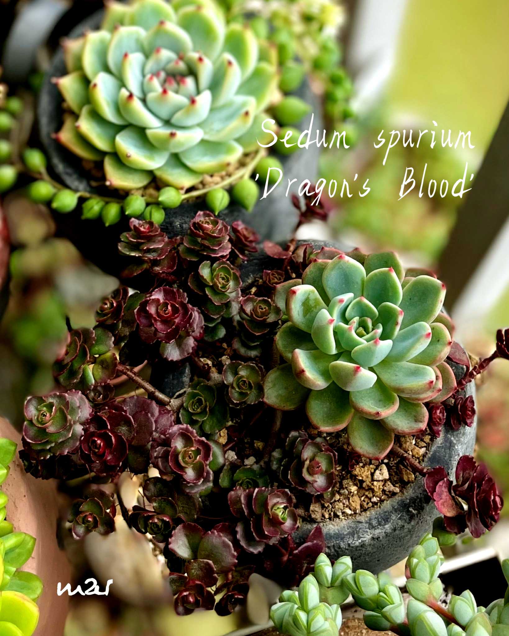 多肉寄せ植え♡グリーンネックレス 寄せ植え グリーンネックレスのおしゃれなアレンジ・飾り方の