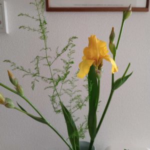 観葉植物,切り花,一輪挿し,可愛い,花瓶の画像