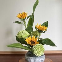 カーネーション,カーネーション,ギボウシ,ヒマワリ,ヒマワリの画像
