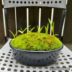 サギソウ,苔(コケ),鷺草,苔と鷺草,苔玉の画像