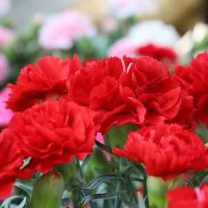 カーネーション,カーネーション,赤い花,母の日,花のある暮らしの画像
