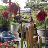 ミニバラ　リトルアーチスト,サラセニア レウコフィラ,アメリカフジ アメジストフォール,おうち園芸,小さな庭の画像