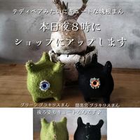 パキポディウム,グラキリス,ビザール プランツ,塊根まん,多肉植物の画像