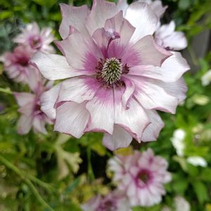 屋上庭園の画像