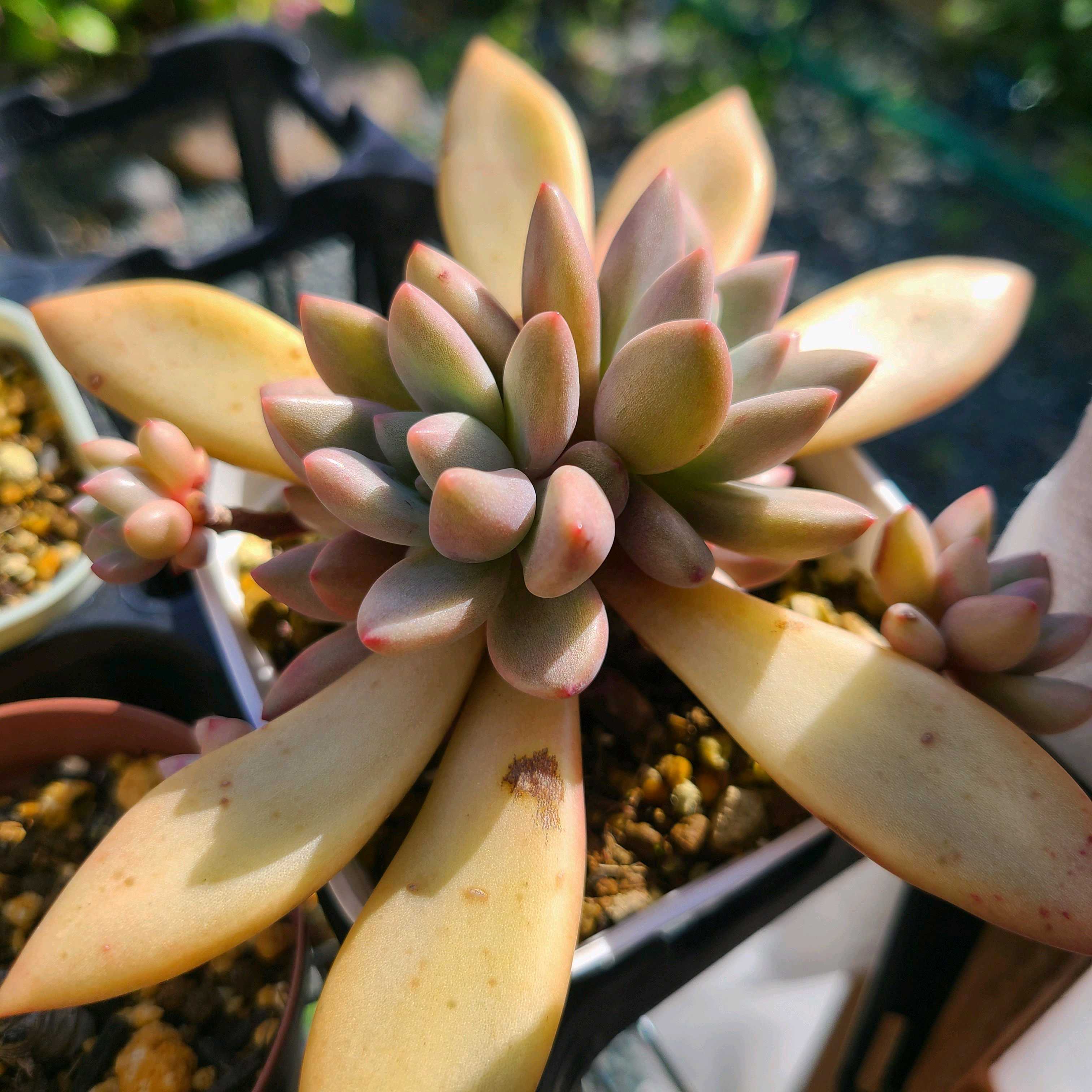 ルビードナの成長記録💗💗｜🍀GreenSnap（グリーンスナップ）