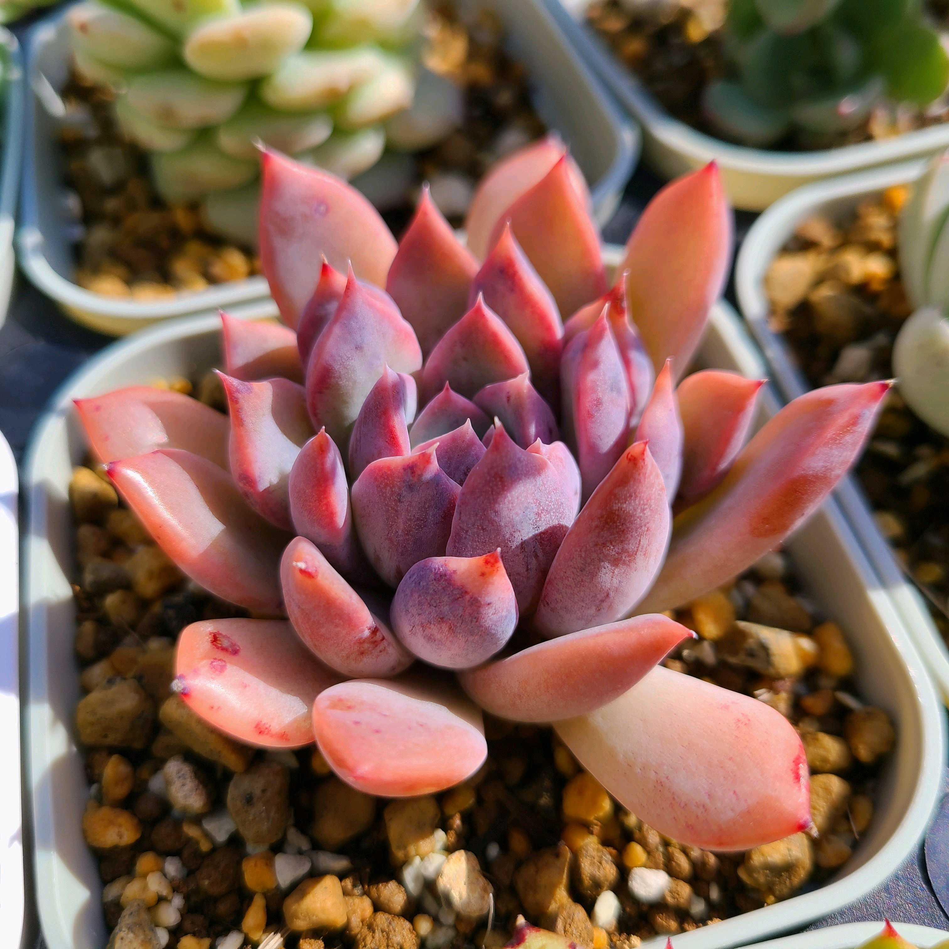 エケベリア - パープルバタフライ錦 Echeveria 韓国苗 ハニー ○多肉
