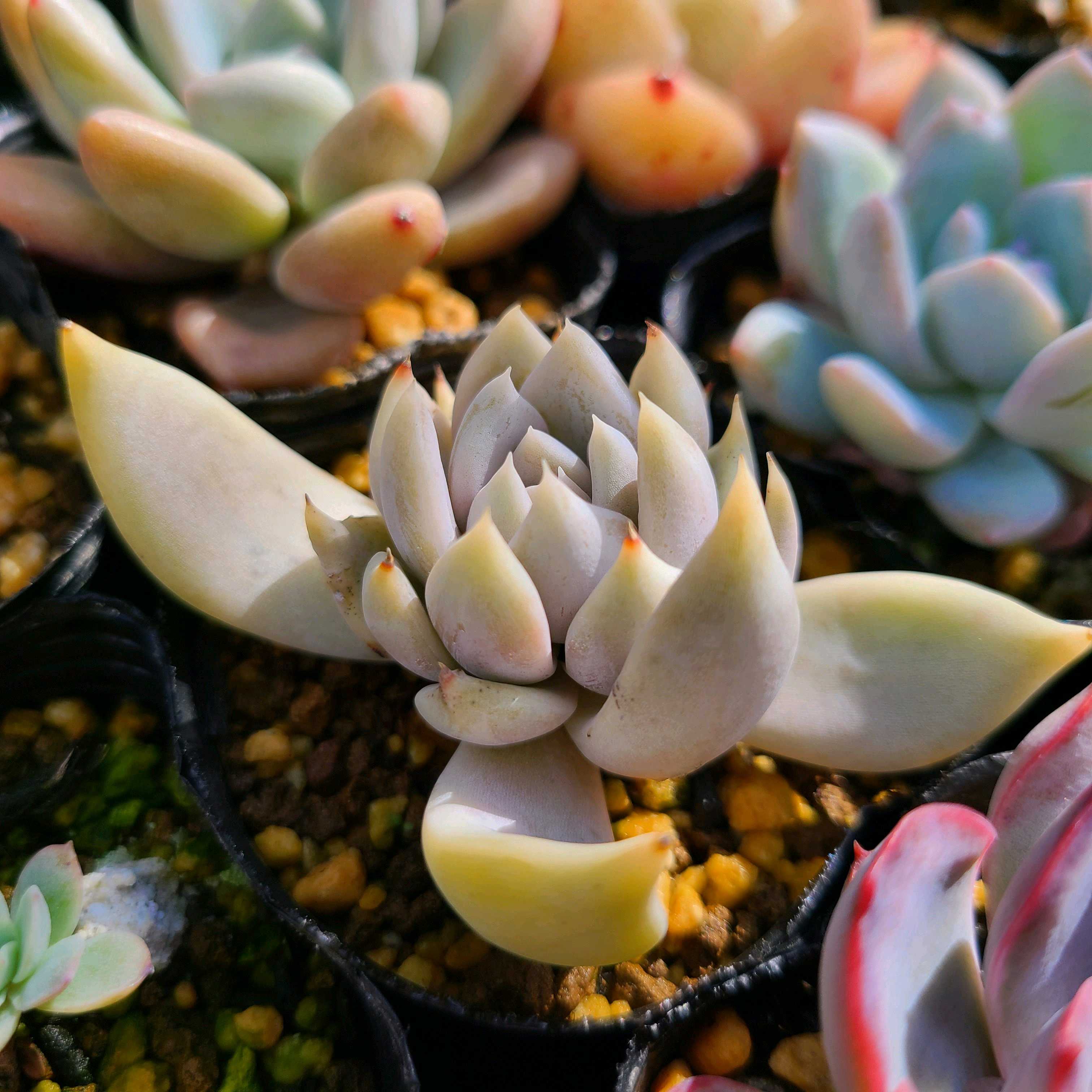 ユリアナ リオ ピアストラの成長記録🤍💗｜🍀GreenSnap（グリーン