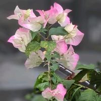ブーゲンビリアの画像
