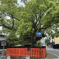 クスノキ,お出かけ先で,上賀茂神社,花ある暮らし!,雨....の画像